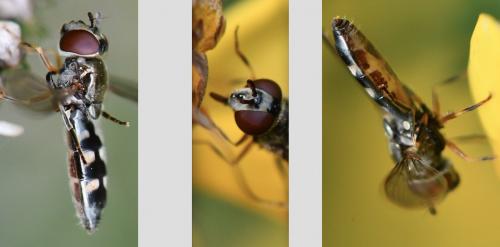 Réf. 280 990 : Platycheirus albimanus